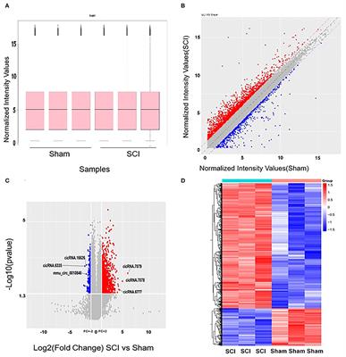 Identification of Circular RNAs Related to Vascular Endothelial Proliferation, Migration, and Angiogenesis After Spinal Cord Injury Using Microarray Analysis in Female Mice
